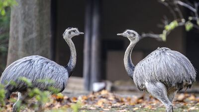 Two Greater Rhea (Rhea Americana) at their enclosure at the Frankfurt am Main Zoo, Germany. EPA