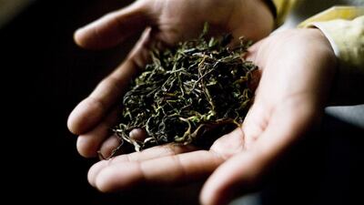 A worker displays the processed first flush tea leaves for a photograph at the Makaibari Tea estate, in Darjeeling, India. Sanjit Das / Bloomberg News