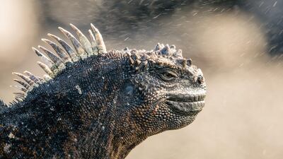 Episode 4, Oceans: A marine iguana warming up in the sun on the shores of Fernandina Island in the Galapagos. Photo: Ed Charles / Silverback Films 2017
