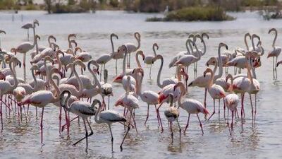 Flamingos at the Ras Al Khor Wildlife Santuary