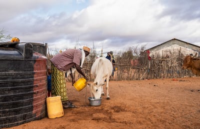 Mohammed Dawud, community leader, pours water for livestock in the village of Nunow, Kenya. Bloomberg