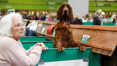 An Irish Setter looks over its bench during the final day of the Crufts Dog Show. Darren Staples / Reuters