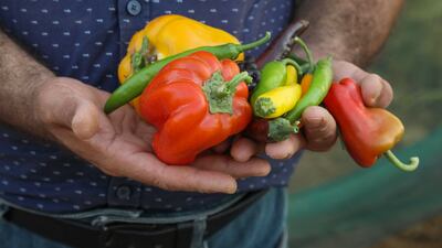 Mr Abdulrahman said climate change had greatly affected farming throughout the country but 'southern Iraq has the lion's share of this impact, while in the north the effect is less'.