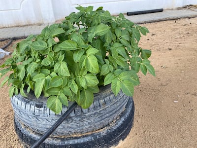 Old tyres can double up as planters for home gardeners. Courtesy Anu Ranade