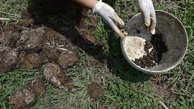 A mahout’s wife picks coffee beans out of elephant manure. AFP