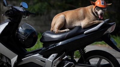 A pair of aviators is part of Bogie's riding gear