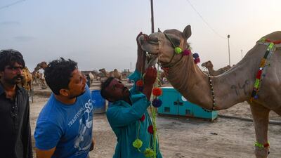 Customers check the teeth of a camel on the outskirts of Karachi. AFP