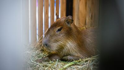 A capybara sits in its pen