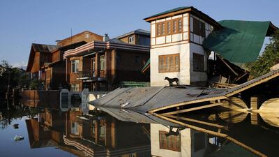 A stranded dog stands on the rooftop of a collapsed house in a flooded neighborhood in Srinagar, India. Altaf Qadri / AP Photo