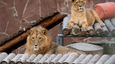 Lions rest inside an enclosure at a zoo in Almaty, Kazakhstan. Reuters
