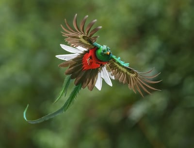 The quetzal is classified as 'near threatened' as its cloud forest habitat shrinks. Getty Images