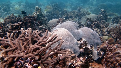 NYUAD researchers have discovered that corals use chemicals to attract and repel bacteria that are either helpful or harmful to them. Courtesy Dr Emily Howells