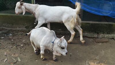 A dwarf cow known as Rani, bottom, whose owners applied to Guinness World Records claiming it was the smallest cow in the world, on a farm in Charigram, Bangladesh.