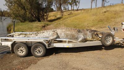 The 5.2m saltwater crocodile. Photo by Queensland Police
