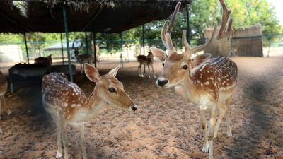 Fallow deer at the Abu Dhabi Wildlife Centre. The deer that died are thought to have escaped from a private ranch. Ravindranath K / The National