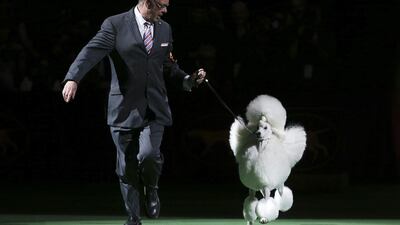 Ally, a standard poodle, enters the ring for the best of show competition. Ally, the runner-up, won reserve best in show. John Minchillo/AP photo