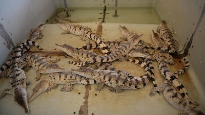 Freshwater crocodiles sit inside a tank at a farm in Puerto Princesa, Philippines, the largest collection of the species in the world. Ted Aljibe / AFP