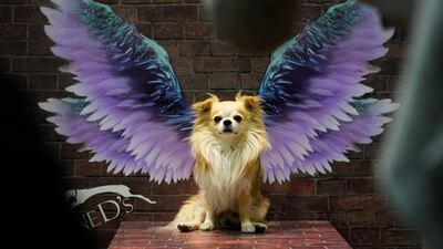 A dog sits in front of wings at a pet show in Tokyo. Shizuo Kambayashi / AP Photo