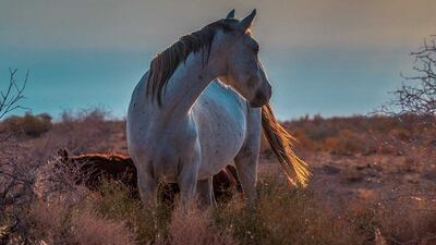Sheikh Hamdan also has a love of horses.