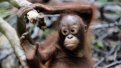 “I think people on the ground working in Borneo have known for a long time that the orang-utan situation was pretty desperate,” said Chris Wiggs, a conservation adviser at IAR’s forest outpost in Ketapang.
