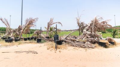Dead plants by the unfinished golf course at Living Legends