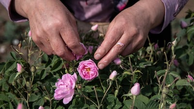 Products from Isparta's rose harvest is exported all over the world. Global luxury brands' demand for rose oil, said to have anti-aging effects, is growing, primarily in France and China. Getty Images