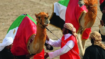 Racing camels will be the first to benefit from the special suits. Stephen Lock / The National.
