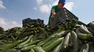 A farmer throws out a cucumber crop after it was impossible to sell it in El Ejido, near Almeria in southeastern Spain.