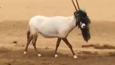 The oryx pictured with debris around its neck. Courtesy: Sheikh Hamdan Twitter