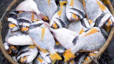 Demand for local fish has risen as fish imports have stopped. Reem Mohammed / The National