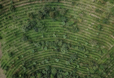 Coffee plantations in the Gorongosa mountains of Mozambique. AFP