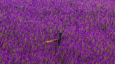 A roe deer stands in a meadow of flowering larkspur near Gyongyospata, northern Hungary. EPA