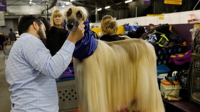 Leo, an Afghan hound breed, is tended to by its owner. Shannon Stapleton / Reuters