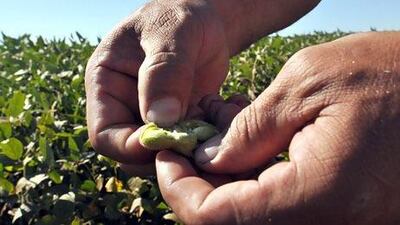 About 45 per cent of Brazil's soya bean crop has received half of the normal rainfall this month. Norberto Duarte / AFP