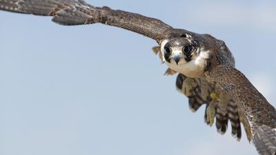 Head falconer Saif al Khaili of the private office of HH Sheikh Mohammed bin Zayed al Nahyan releases a female peregrin falcon in Aktau, Kazakhstan. Silvia Razgova / The National