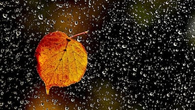 A rainy autumn day in Potsdam, Germany. Ralf Hirschberger / EPA