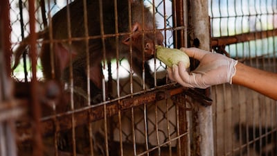 A Palestinian worker feeds a monkey at NAMA Zoo in Gaza June 1, 2023. REUTERS / Mohammed Salem