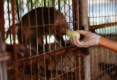 A Palestinian worker feeds a monkey at Nama Zoo in Gaza. Reuters