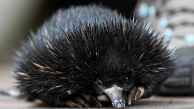 A baby echidna, known as a puggle, at the Taronga Zoo's Wildlife Hospital in Sydney, Australia. EPA