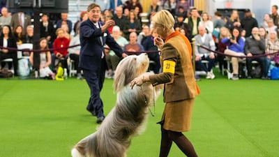 Dancing queen: An Old English sheepdog is seen during breed judging at the 144th Annual Westminster Kennel Club Dog Show on February 9, 2020. Reuters