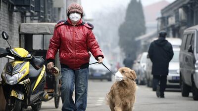 A man and his dog, both wearing masks, take walk on a hazy day in Beijing. (Liu Chang / Legal Evening / Reuters)