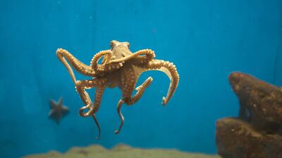 Concerns have been raised over plans for the world's first commercial octopus farm. Getty Images