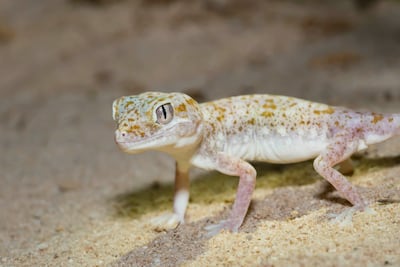 A nocturnal gecko in the Empty Quarter. Photo: Dr Gary Brown