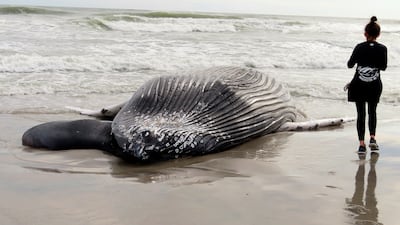 The carcass of a humpack whale lies on a beach, in New Jersey. It was the seventh dead whale to wash ashore in New Jersey and New York in about a month, prompting calls for a temporary halt in offshore wind farm preparation on the ocean floor from politicians and environmental groups. AP
