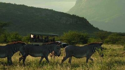 Zebras are often spotted in near Saruni Samburu lodge. Courtesy Cheli and Peacock
