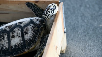 Turtles are among the most migratory animals in the world, and they frequently pass through the Arabian Gulf