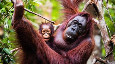 See wild Borneo orangutans being rehabilitated in East Kalimantan. Unsplash
