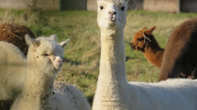 Valentino has announced it will stop using alpaca wool. Unsplash