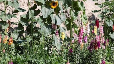 The farm’s most recent bloom totaled 30,000 flowers, which included larkspurs, hollyhocks, gladioli, sunflowers, snapdragons and marigolds, to name a few. Reem Mohammed / The National