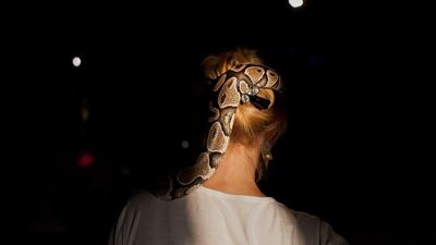 A young python enjoys a sunny spot whilst resting on it's caretaker, Irina Udilichenko's head.